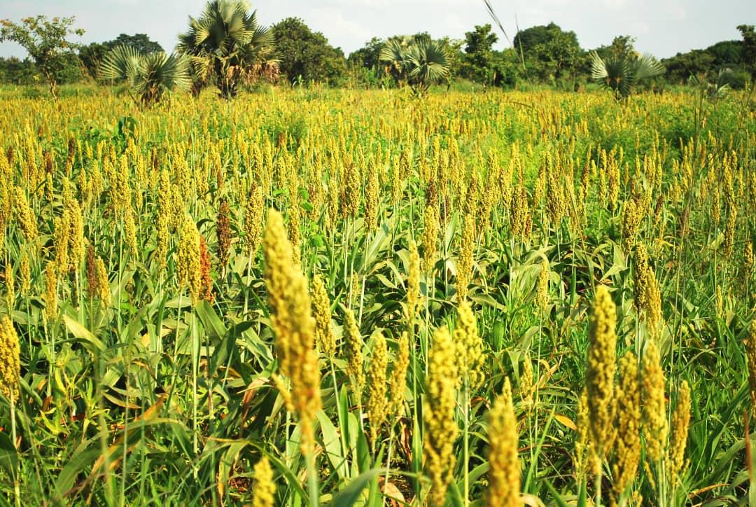 Sorghum farm